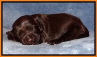 TH pups 1 wk old 192