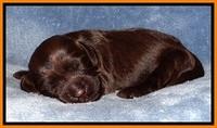 TH pups 1 wk old 202