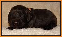 TH pups 2 wks old 111