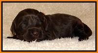 TH pups 2 wks old 121