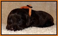 TH pups 2 wks old 131