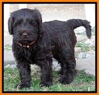 TH pups 5.5 wks old 41