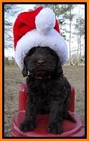 TH pups 6 wks old 101
