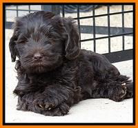 TH pups 6 wks old 111