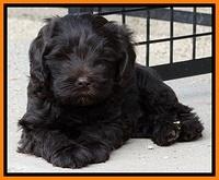 TH pups 6 wks old 121