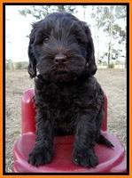 TH pups 6 wks old 81