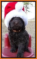 TH pups 6 wks old 91