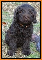 TH pups 7 weeks old 22