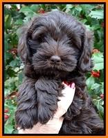 TH pups 7 weeks old 41
