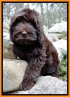 TH pups 8 wks old 177