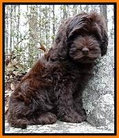 TH pups 8 wks old 187