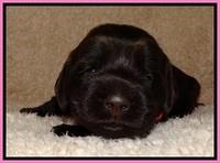 TH pups 2 wks old 41