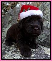 TH pups 3 wks old 11