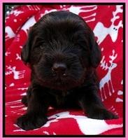 TH pups 3 wks old 21