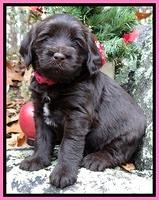 TH pups 4 wks old 21