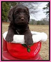 TH pups 5 weeks old 621