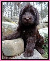 TH pups 8 wks old 41