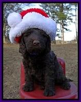 TH pups 6 wks old 351