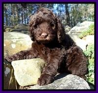 TH pups 8 wks old 24
