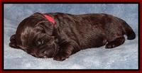 TH pups 1 wk old 142