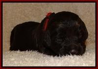 TH pups 2 wks old 241