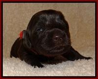 TH pups 2 wks old 261