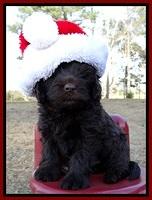 TH pups 6 wks old 181
