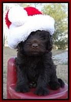 TH pups 6 wks old 201