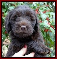 TH pups 7 weeks old 301