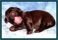 TH pups 1 wk old 332