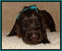 TH pups 2 wks old 291