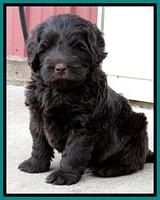 TH pups 5.5 wks old 91