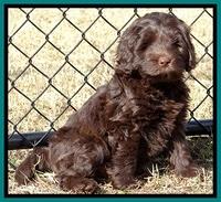 TH pups 7 weeks old 62