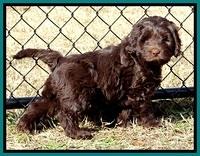 TH pups 7 weeks old 82