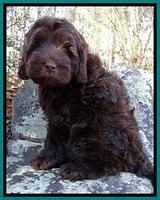 TH pups 8 wks old 100