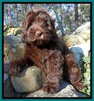 TH pups 8 wks old 25