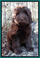 TH pups 8 wks old 35