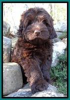 TH pups 8 wks old 55