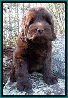 TH pups 8 wks old 65