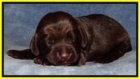TH pups 1 wk old 242