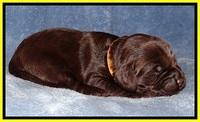 TH pups 1 wk old 252