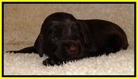 TH pups 2 wks old 201