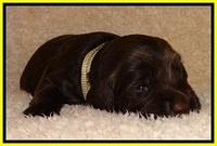 TH pups 2 wks old 221