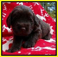 TH pups 3 wks old 301