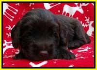 TH pups 3 wks old 311