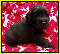 TH pups 3 wks old 331