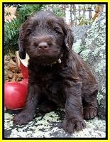 TH pups 4 wks old 351