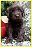 TH pups 4 wks old 361