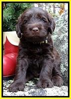TH pups 4 wks old 371