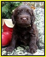 TH pups 4 wks old 381